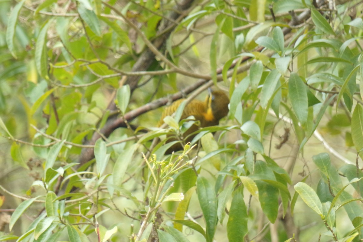 White-fronted Woodpecker - Pablo Monges