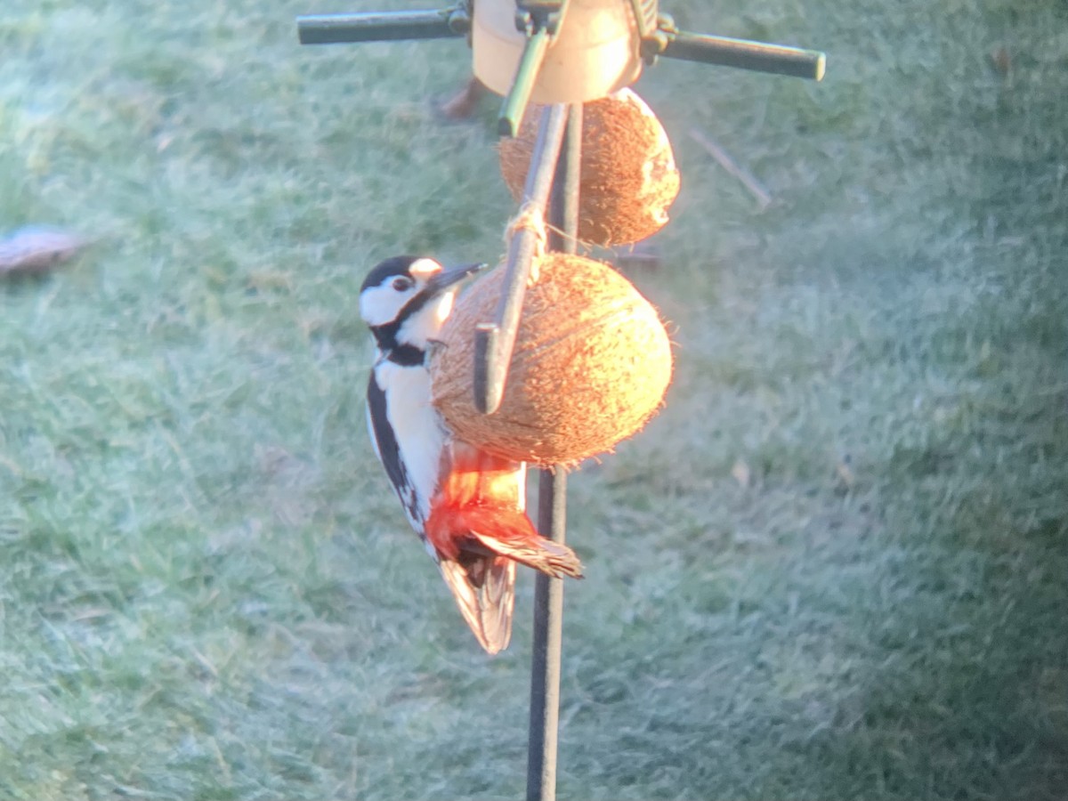 Great Spotted Woodpecker - Andreas Minde