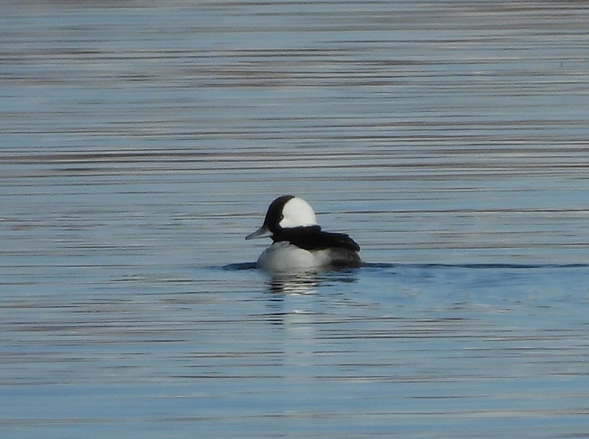 Bufflehead - ML314742651