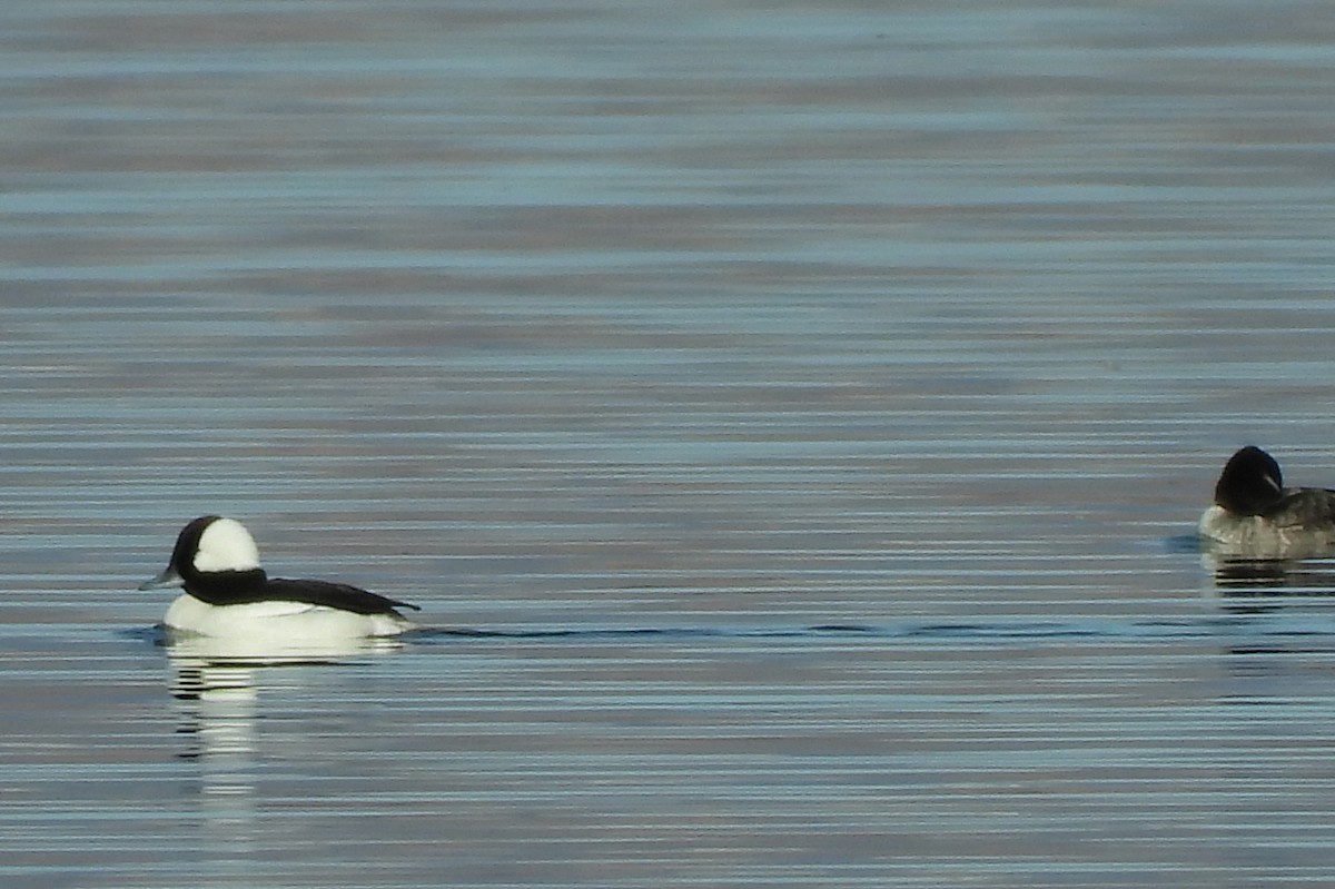 Bufflehead - ML314742661