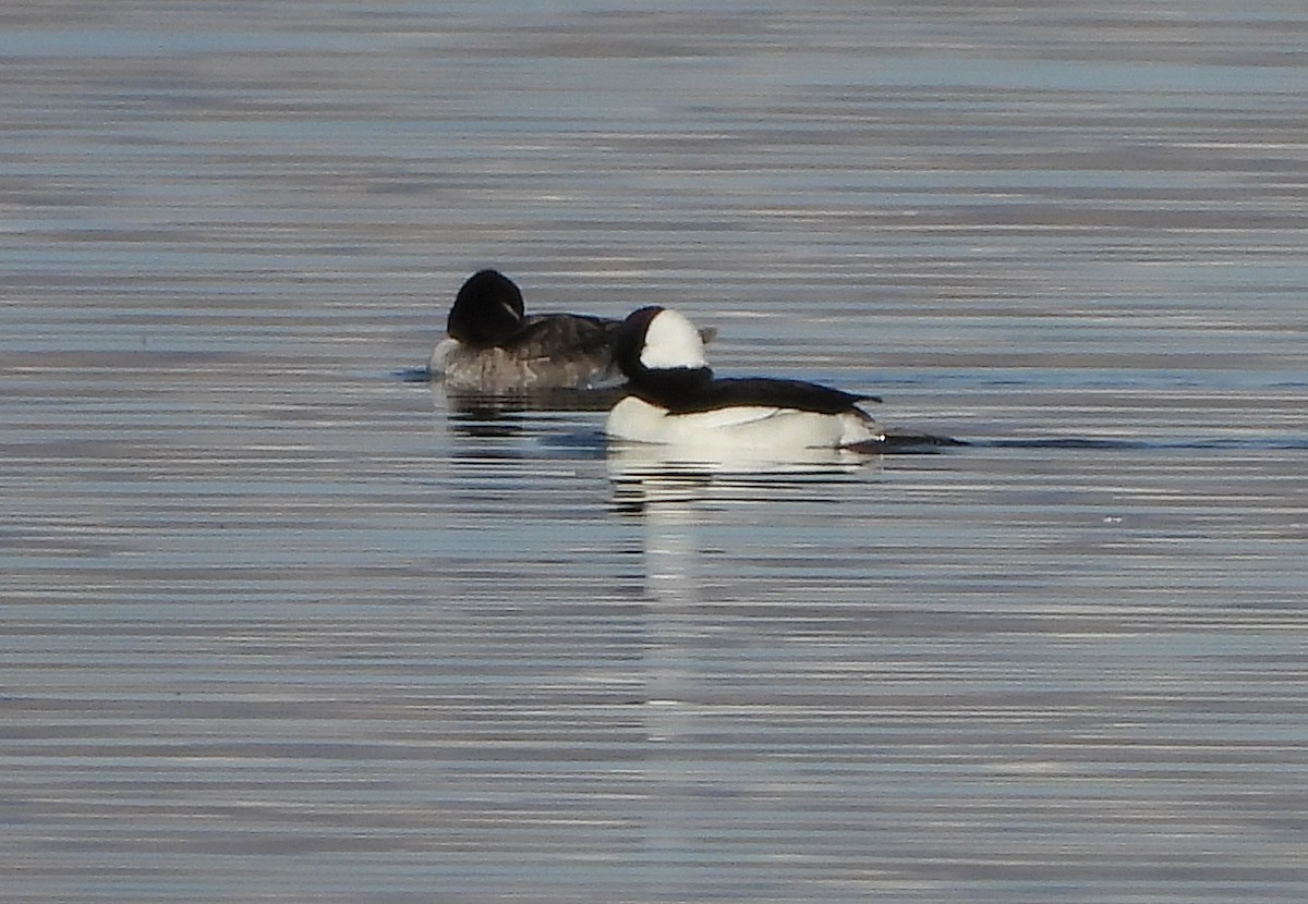 Bufflehead - ML314742671
