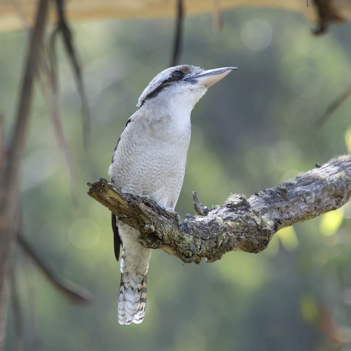 Laughing Kookaburra - ML314743011