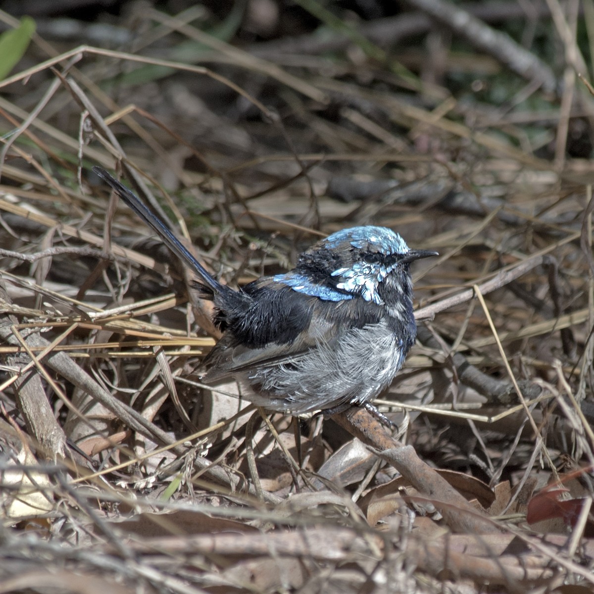 Superb Fairywren - ML314743141