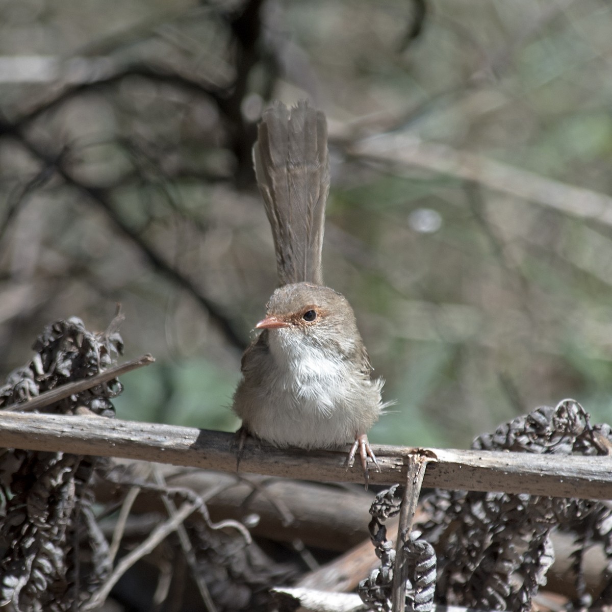 Superb Fairywren - ML314743151