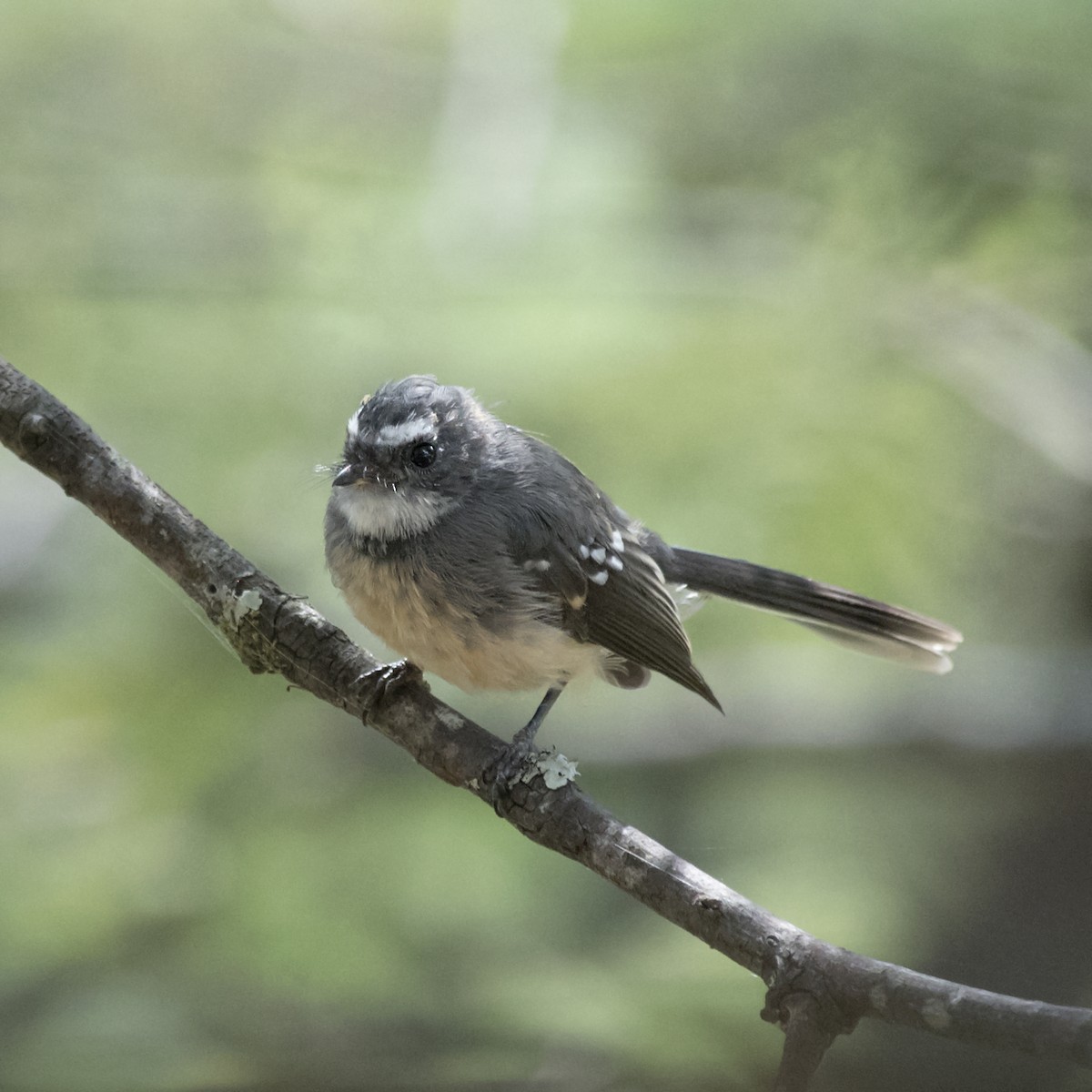 Gray Fantail - ML314743361