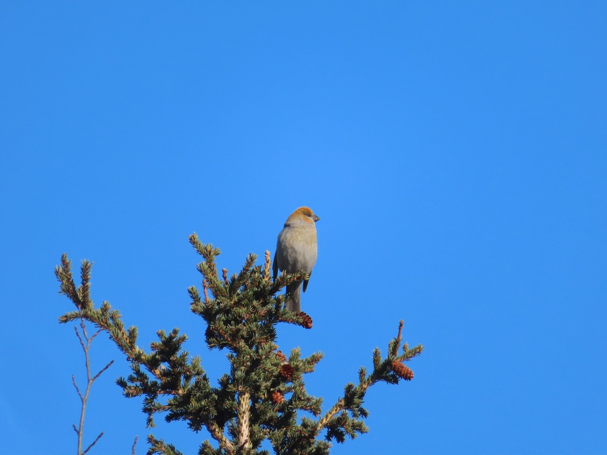 Pine Grosbeak - ML314744701