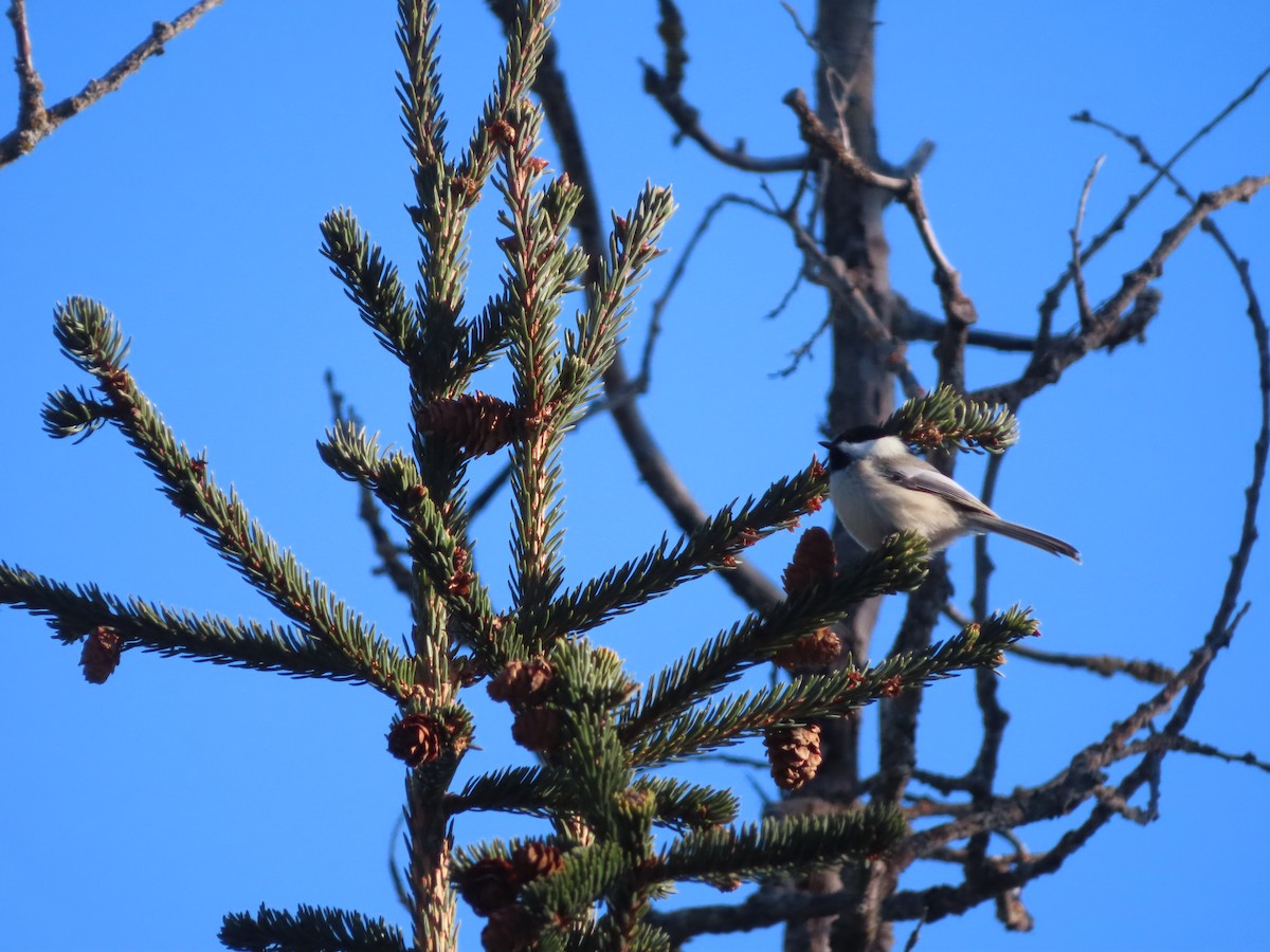 Black-capped Chickadee - ML314744781