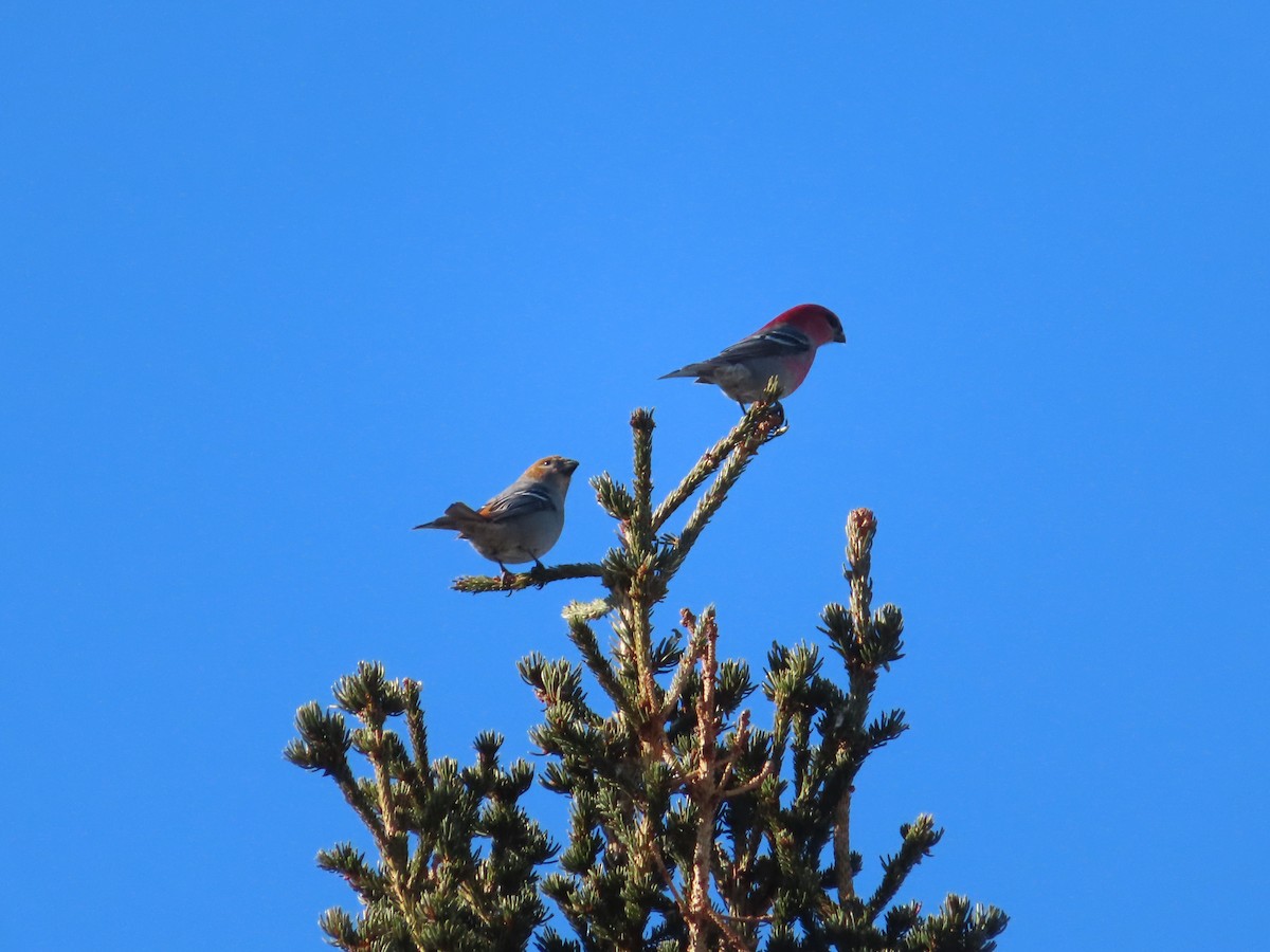 Pine Grosbeak - ML314744851