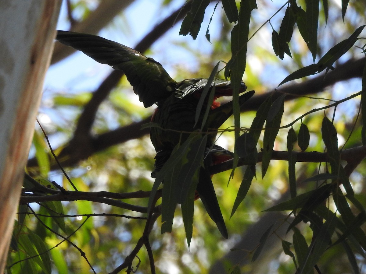 Rainbow Lorikeet - ML314744861