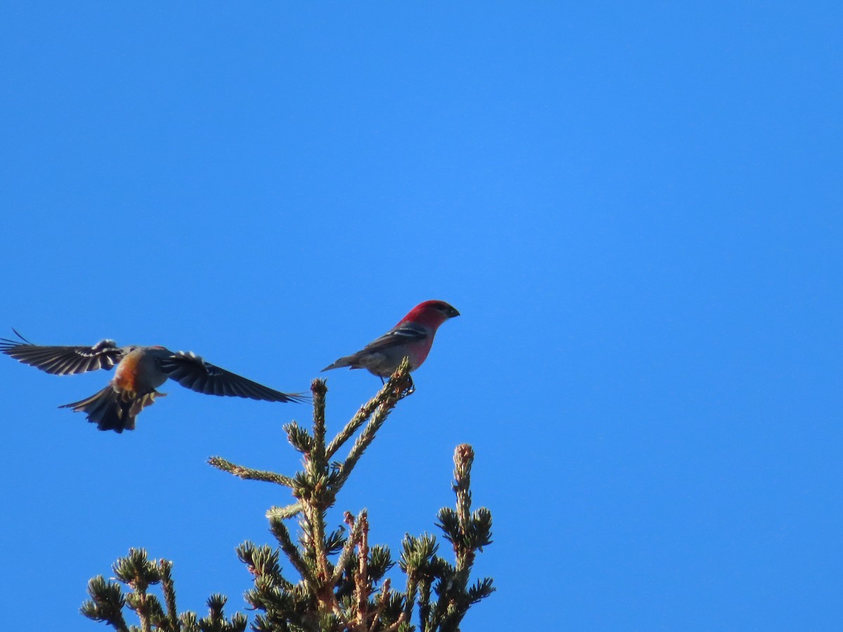 Pine Grosbeak - ML314744901