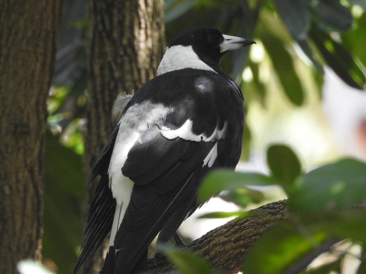 Australian Magpie - ML314744911