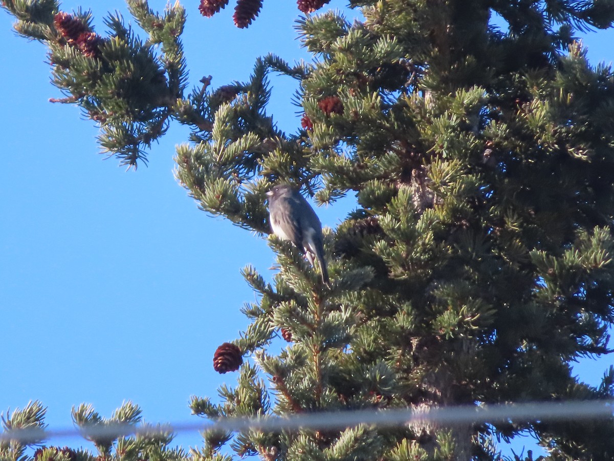 Dark-eyed Junco - ML314744941