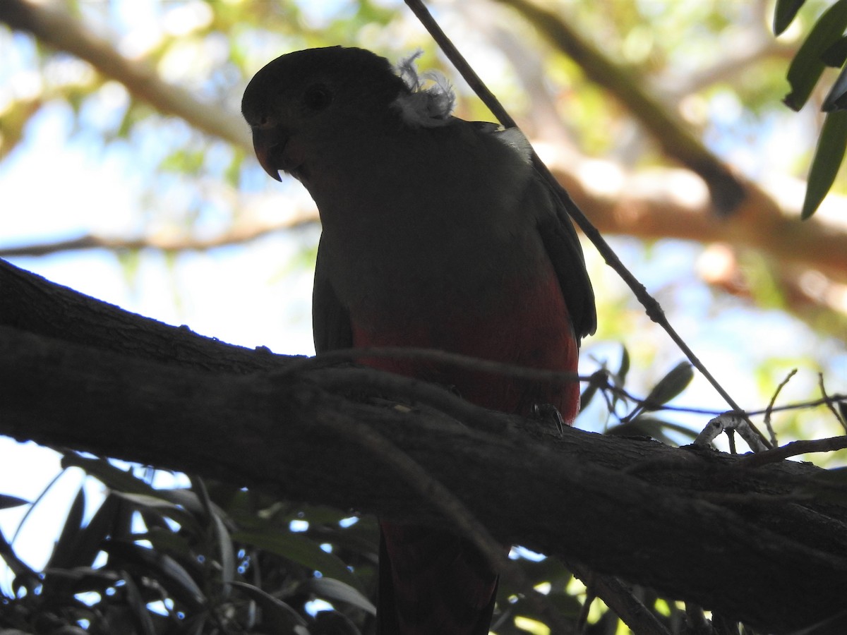 Australian King-Parrot - ML314745021