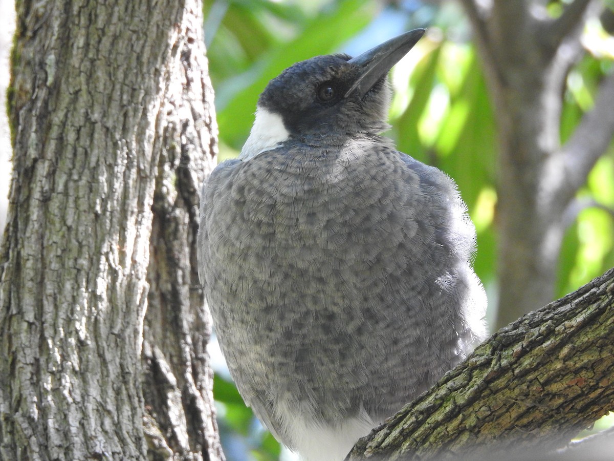 Australian Magpie - ML314745051