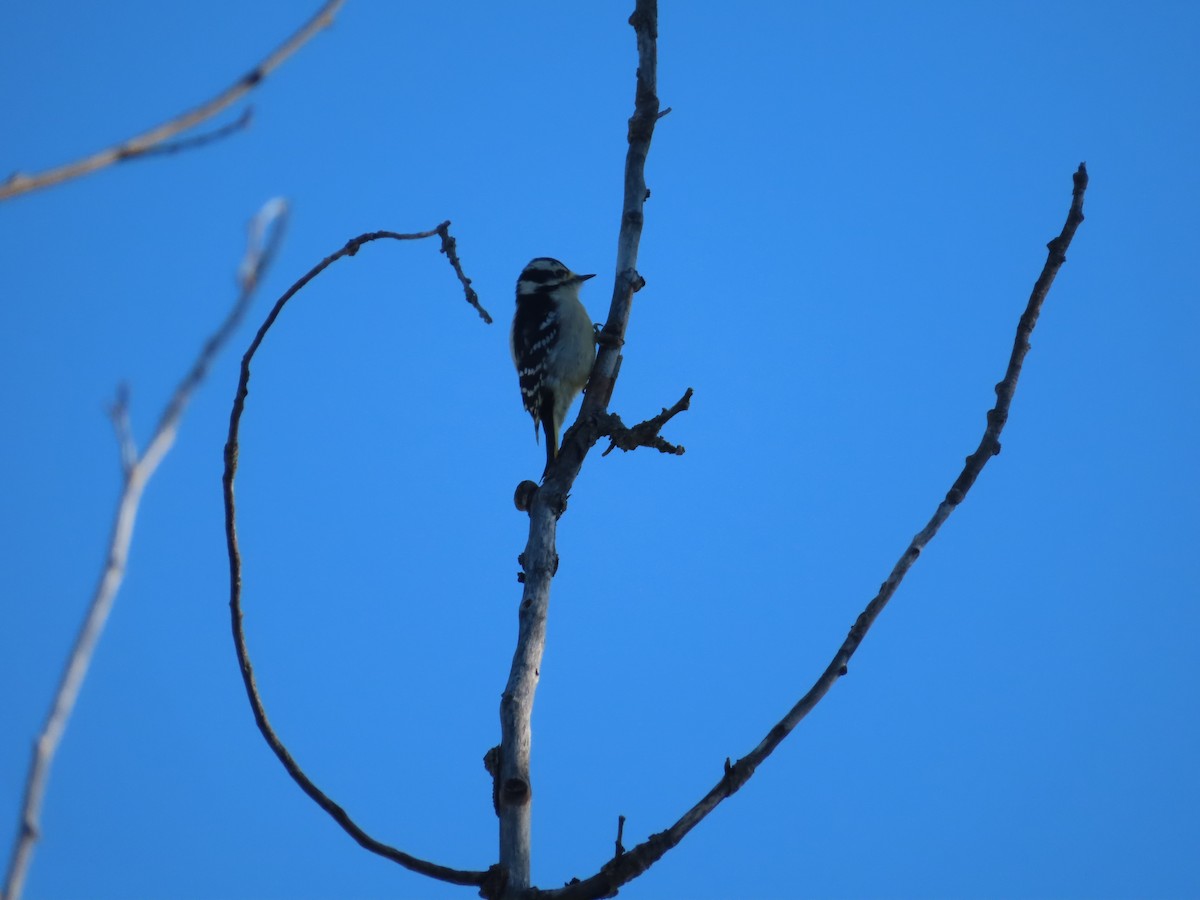 Downy Woodpecker - ML314745071