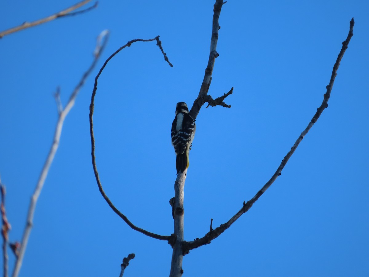 Downy Woodpecker - ML314745091