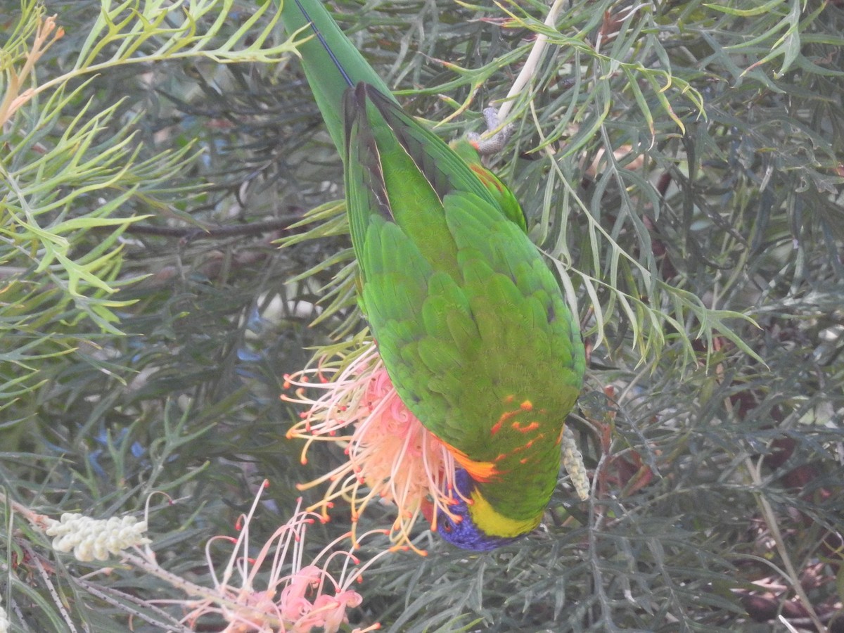 Rainbow Lorikeet - ML314745471