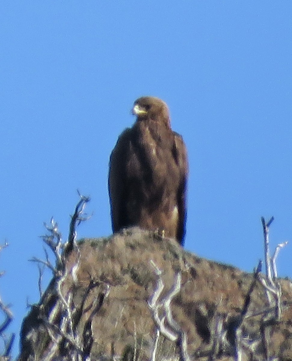 Golden Eagle - ML314745671
