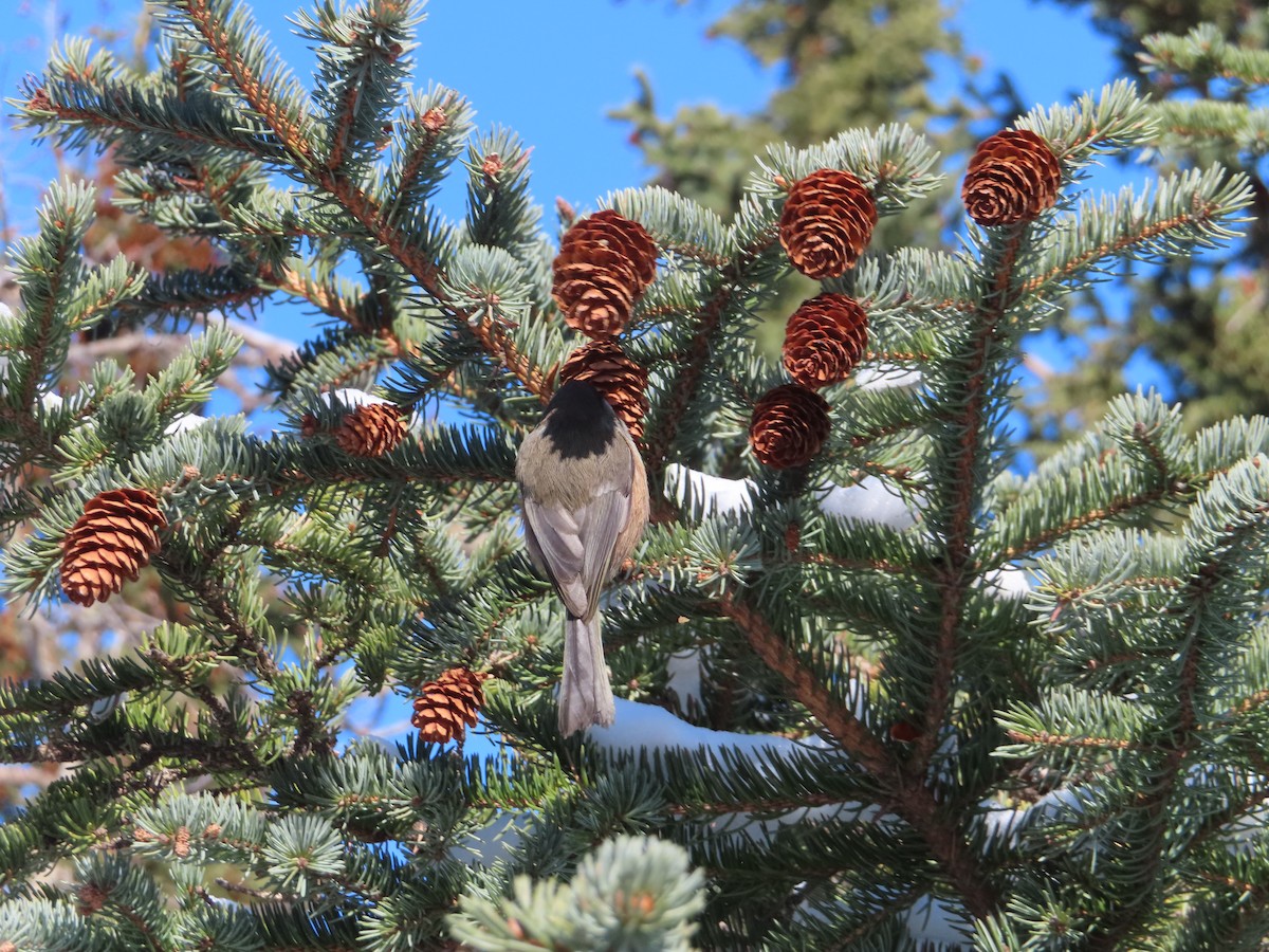 Boreal Chickadee - ML314745691