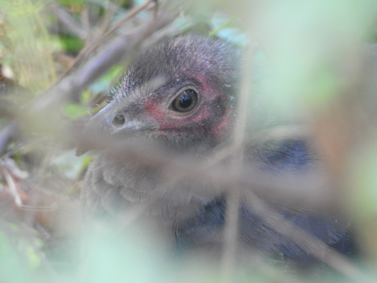 Australian Brushturkey - ML314745811