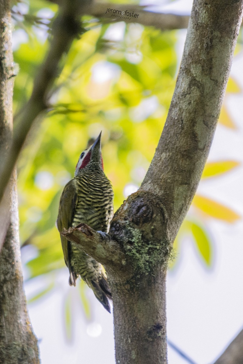 Golden-olive Woodpecker - ML31474591