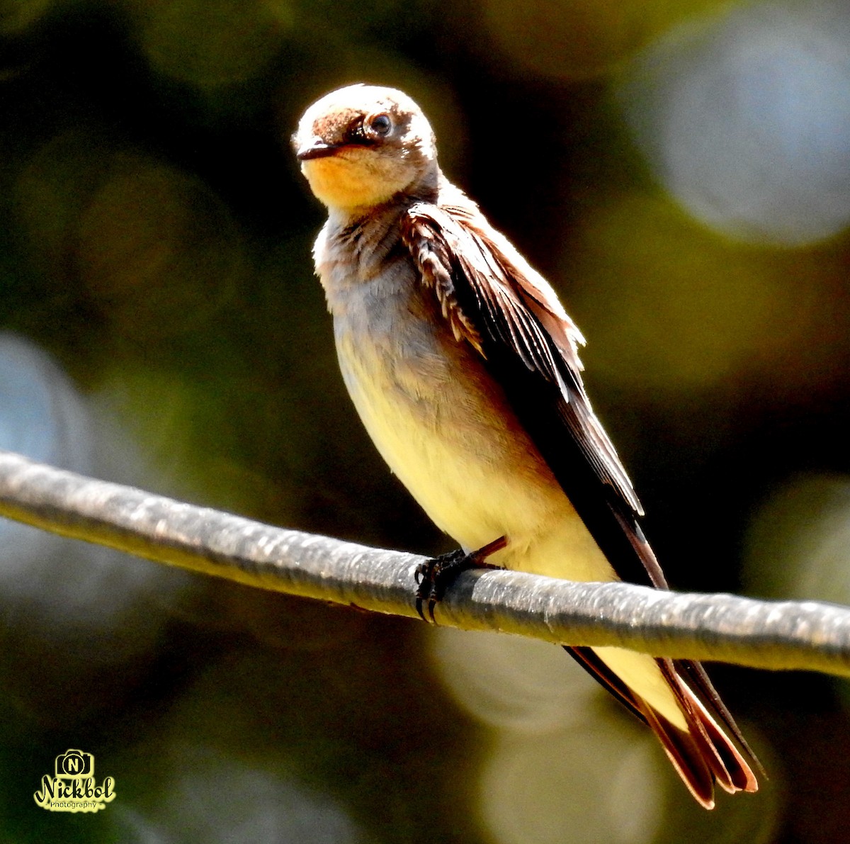 Golondrina Aserrada - ML314747821