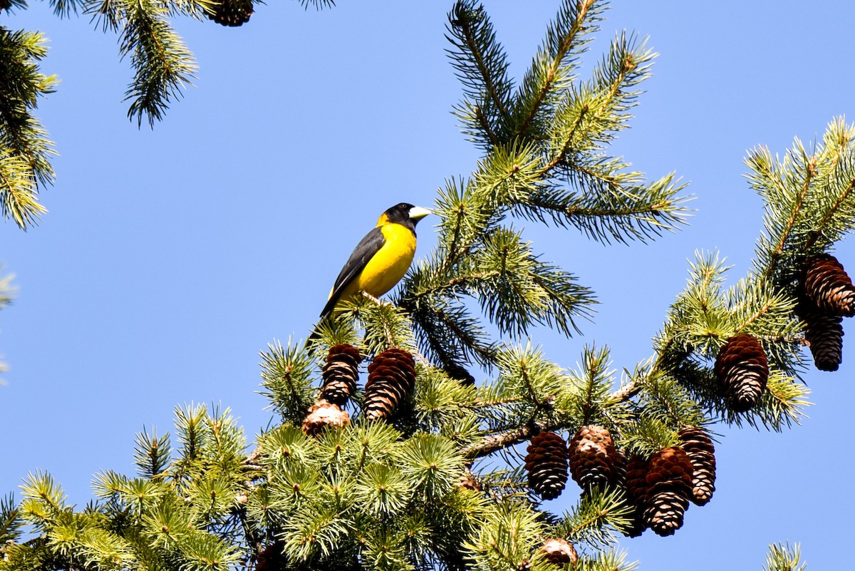 Black-and-yellow Grosbeak - ML314749671