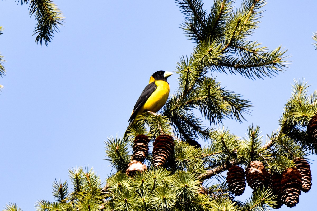 Black-and-yellow Grosbeak - Ansar Ahmad Bhat