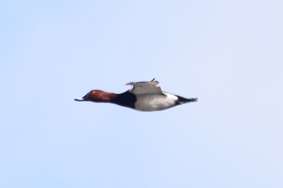 Common Pochard - ML314750061