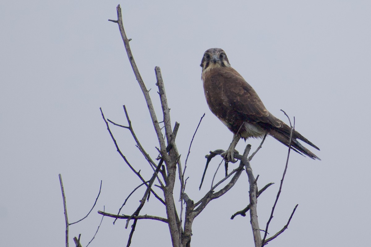 Сокіл бурий - ML314750841