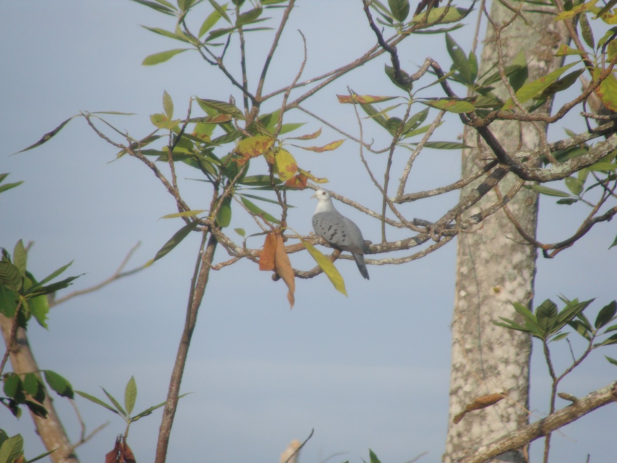 Blue Ground Dove - ML314751511