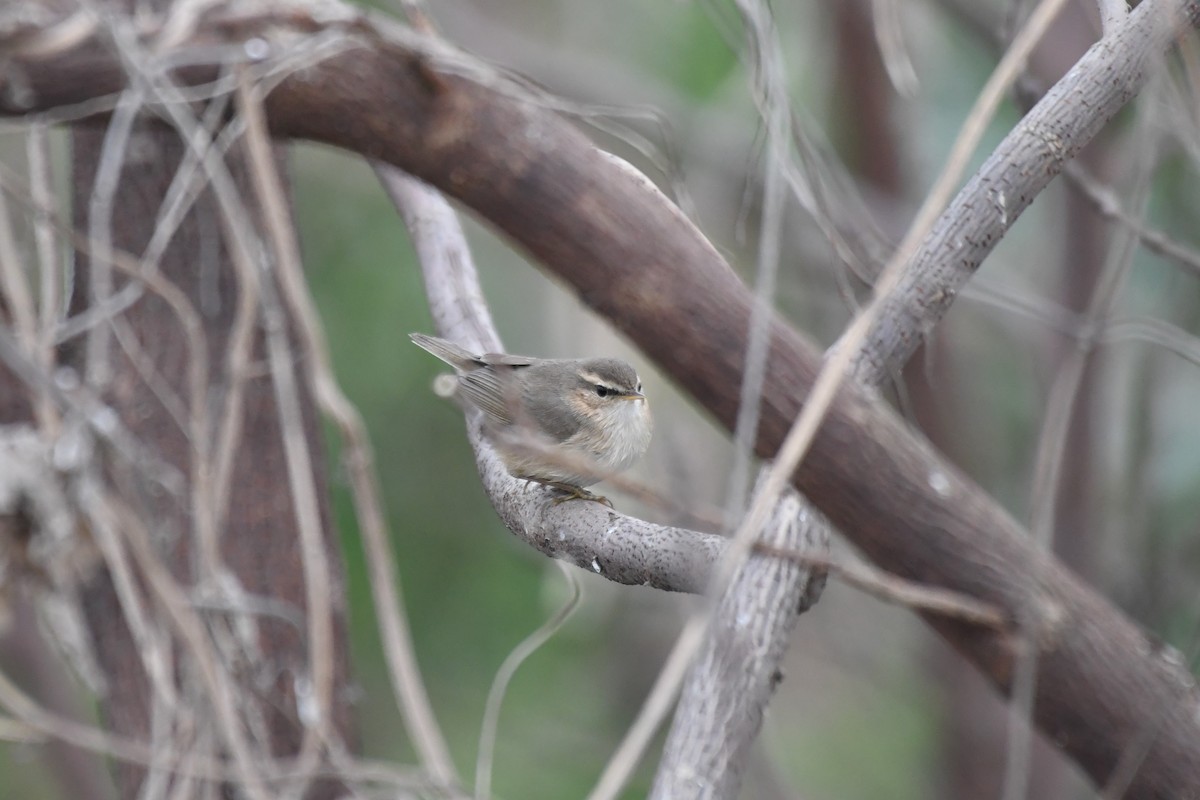 Dusky Warbler - ML314751701