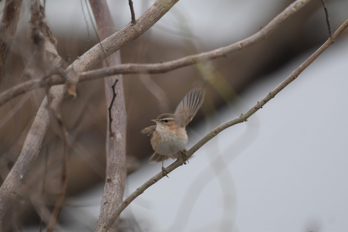 Dusky Warbler - Joye Zhou