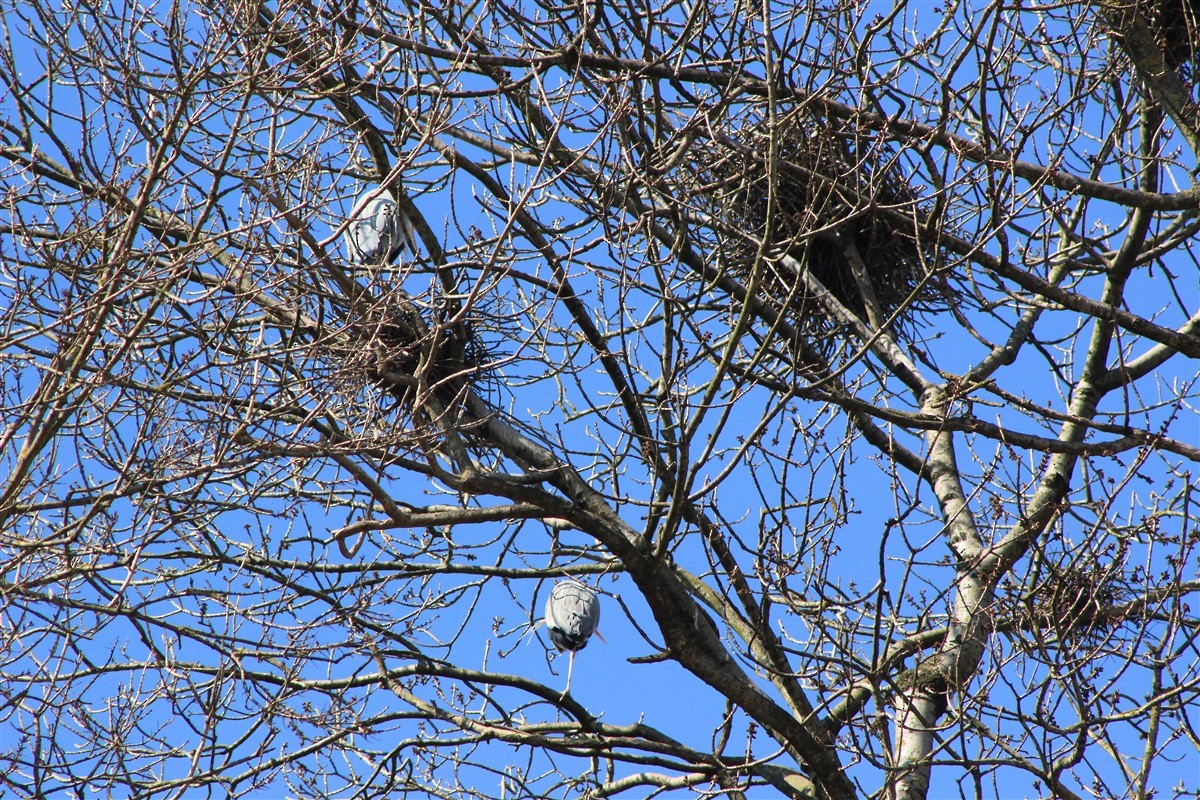 Gray Heron - ML314752301