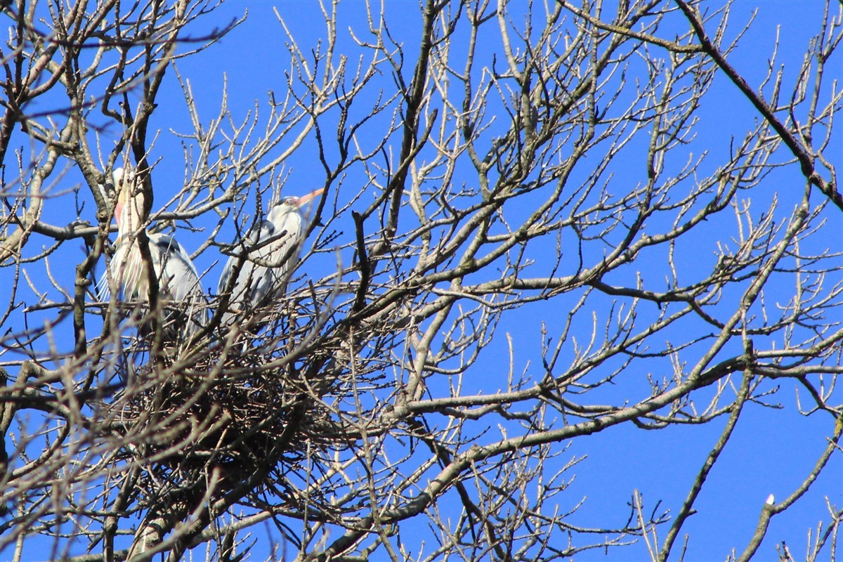 Gray Heron - ML314752311