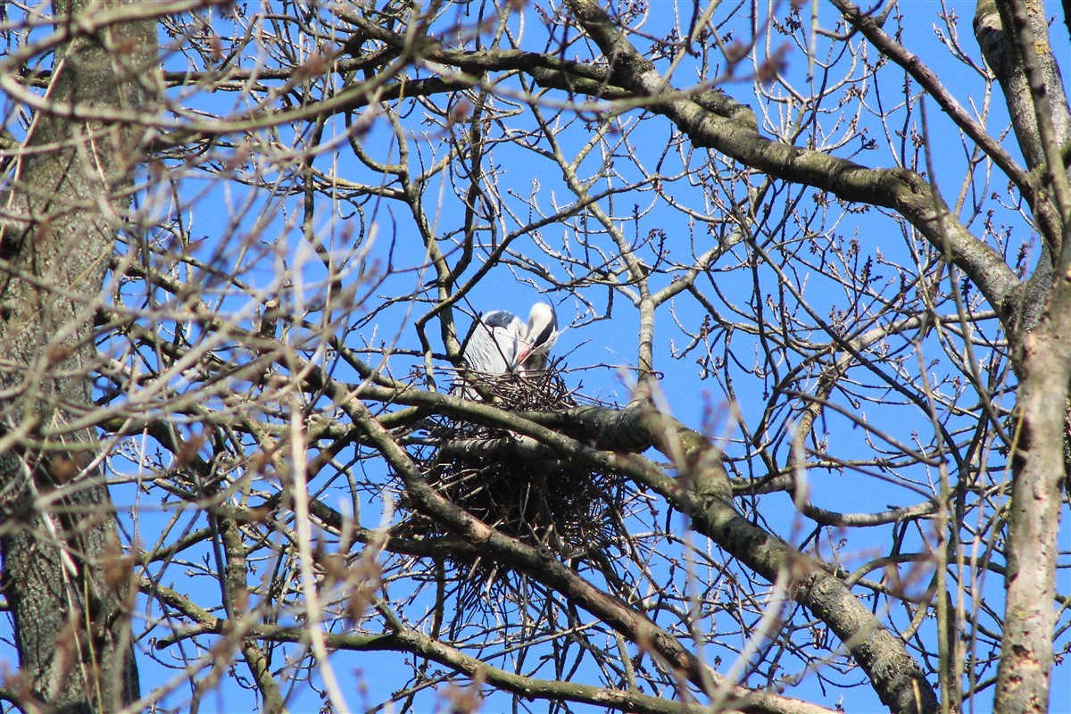 Gray Heron - ML314752321