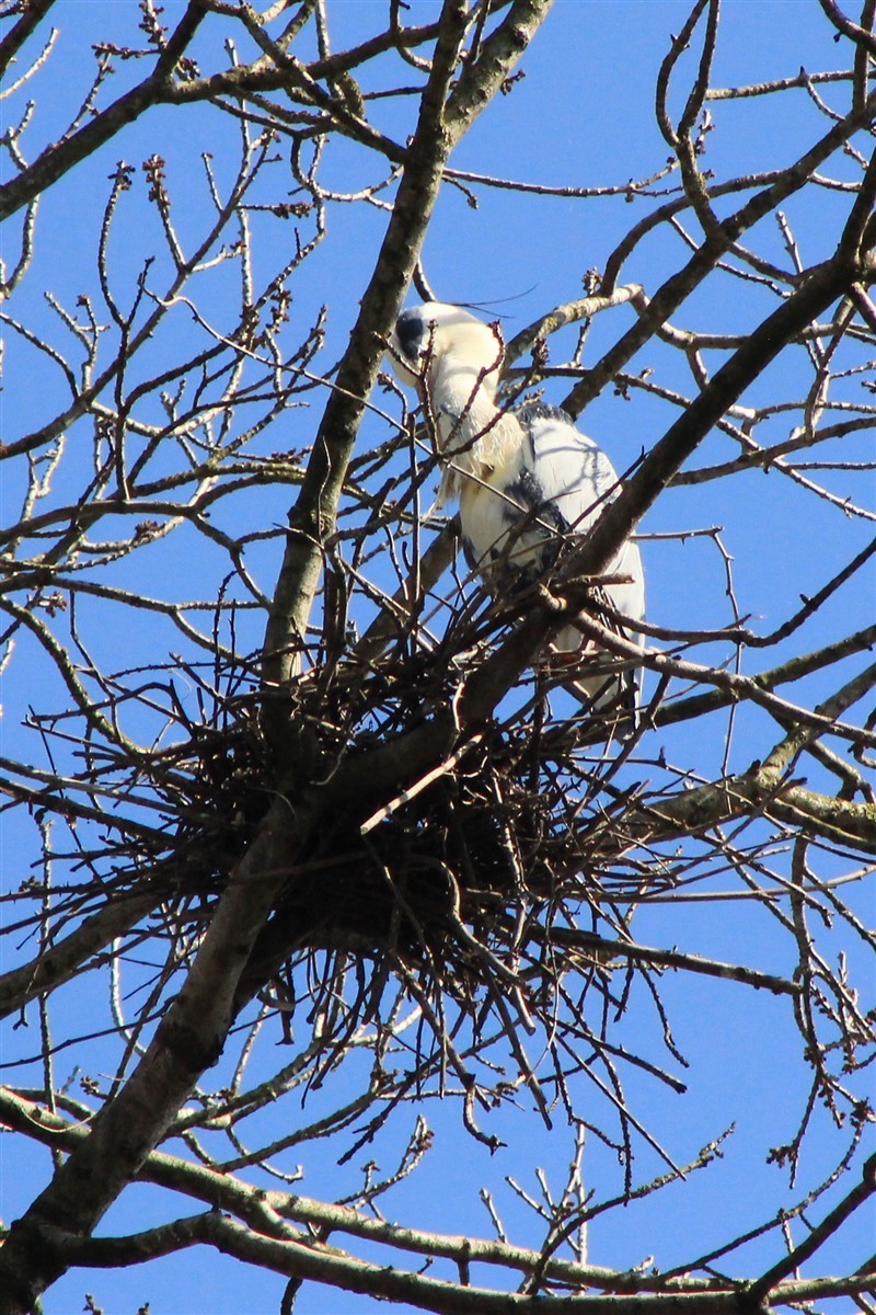 Gray Heron - ML314752341