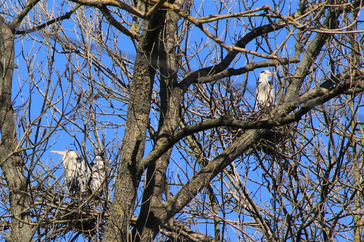 Gray Heron - ML314752351