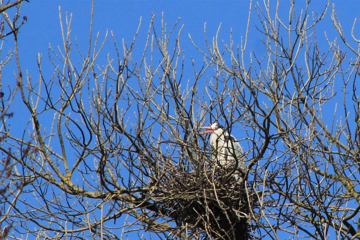 Gray Heron - ML314752361