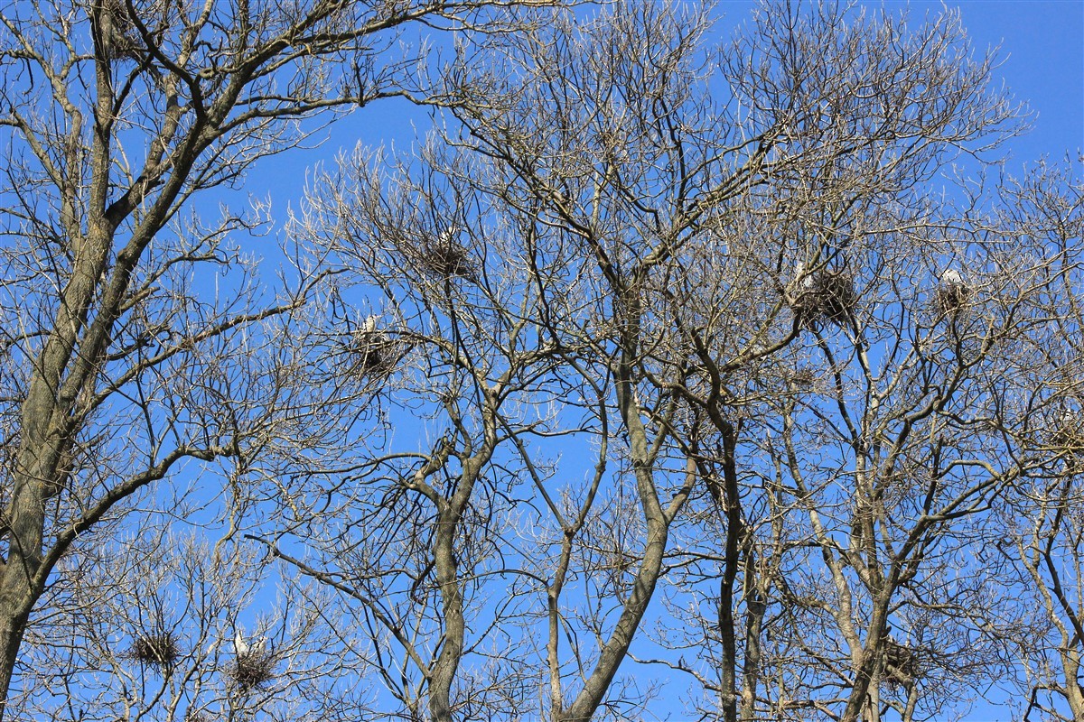 Gray Heron - ML314752371