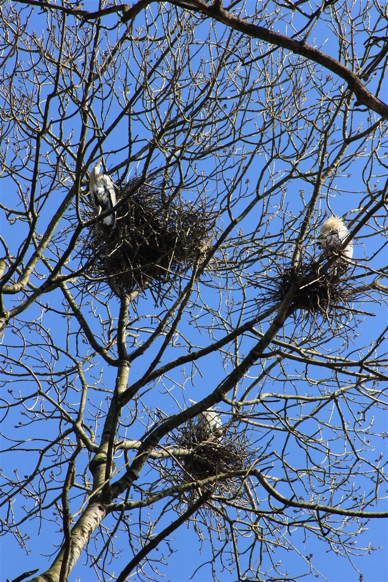 Gray Heron - ML314752381