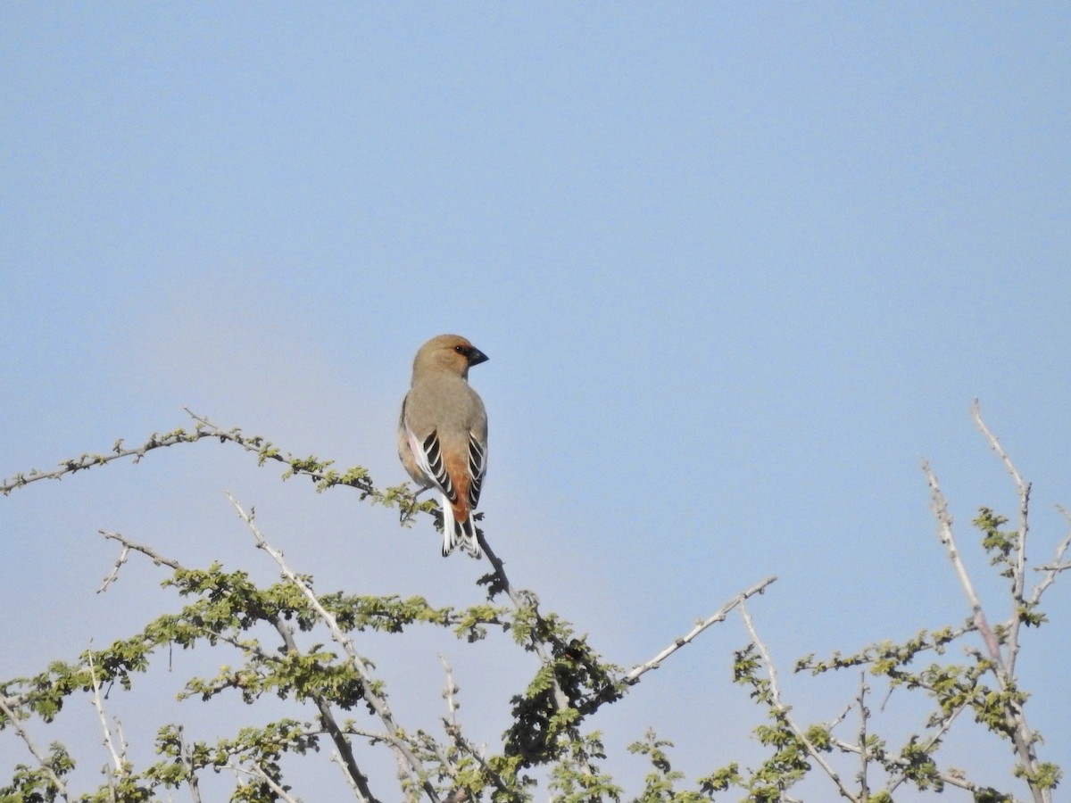 Desert Finch - ML314753911