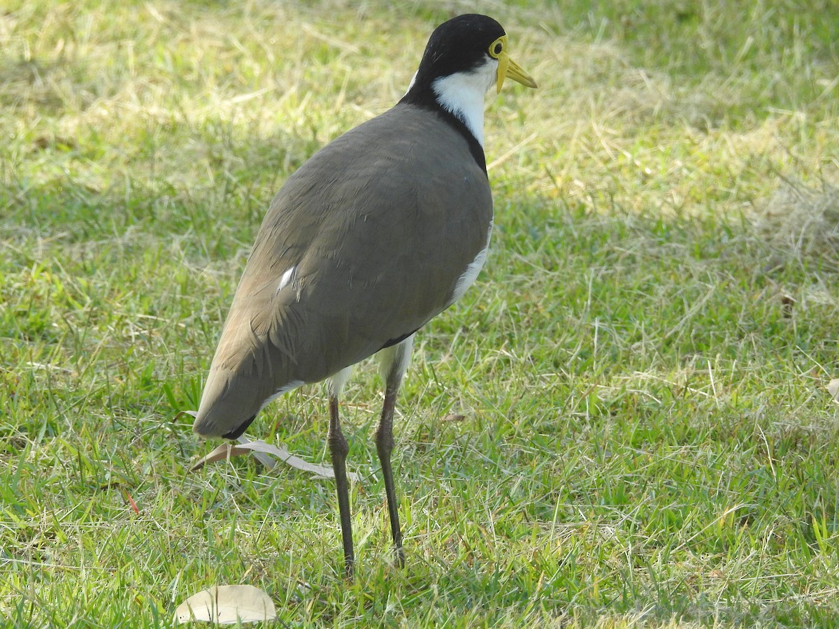 Masked Lapwing - ML314759171