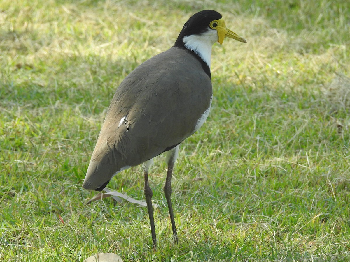 Masked Lapwing - ML314759361