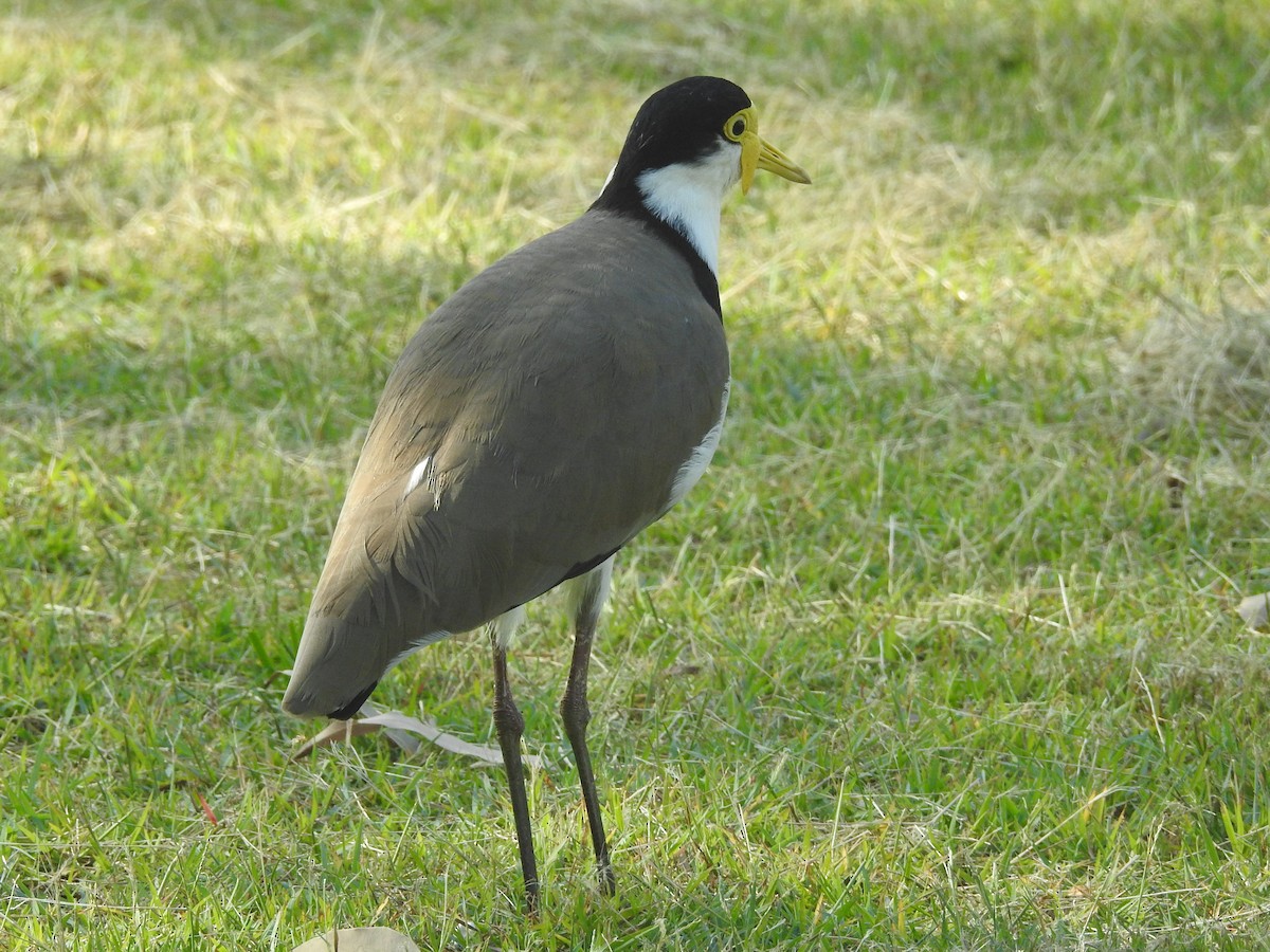 Masked Lapwing - ML314759371