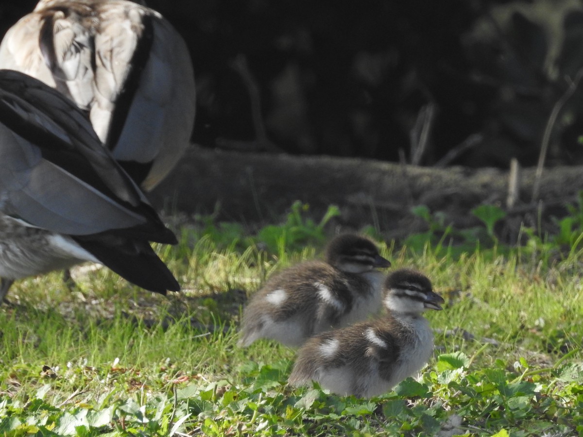 Maned Duck - ML314759651