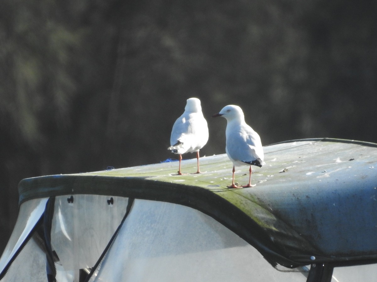 Mouette argentée - ML314759881