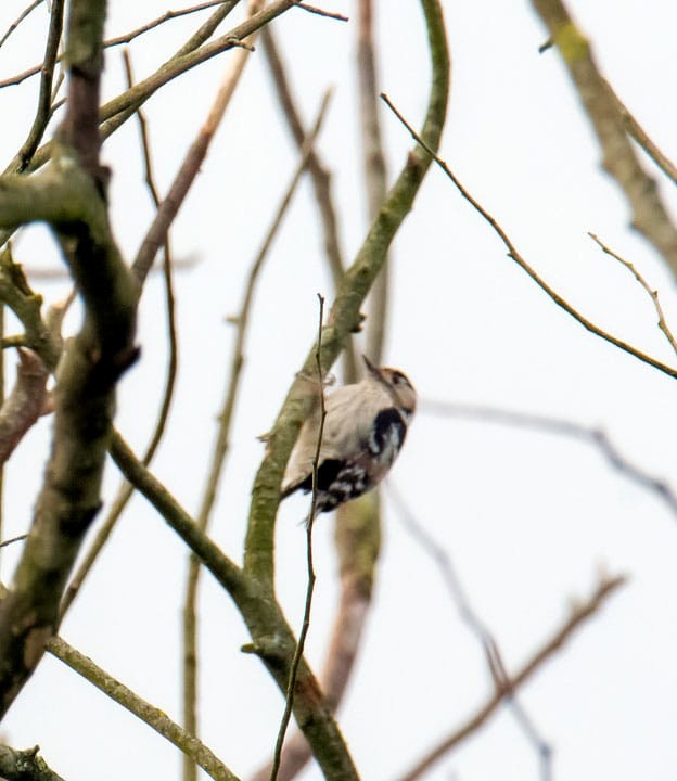 Lesser Spotted Woodpecker - Carlos Monzon