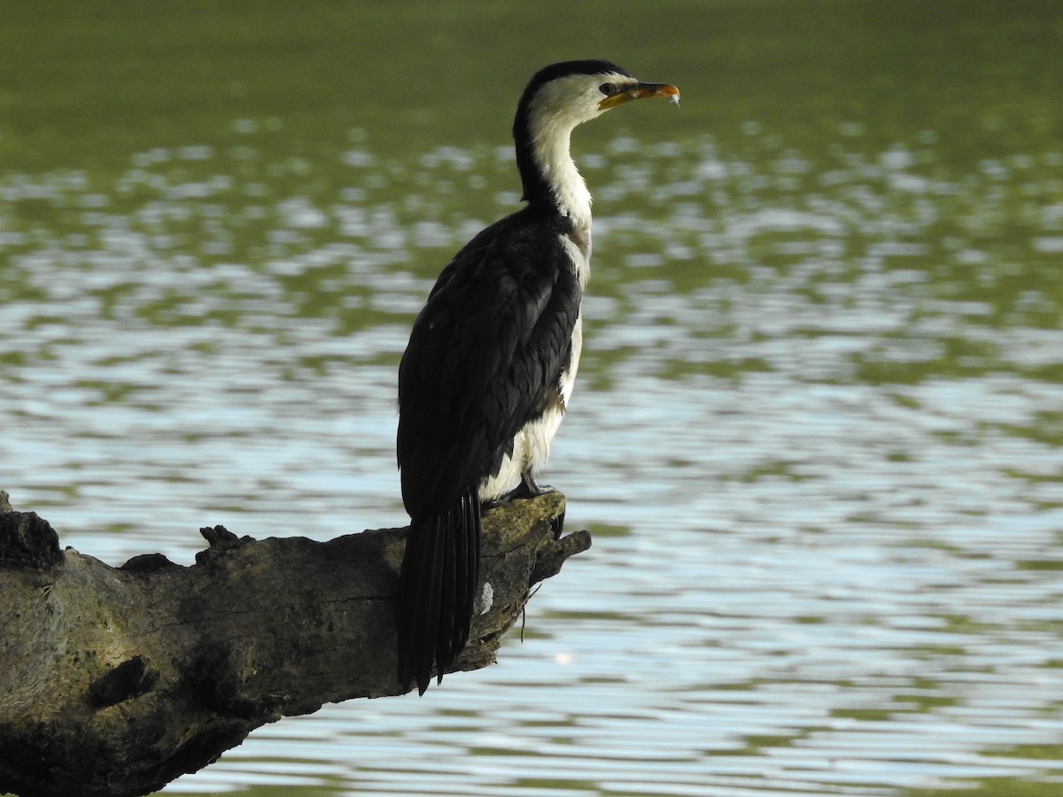 Little Pied Cormorant - ML314760181