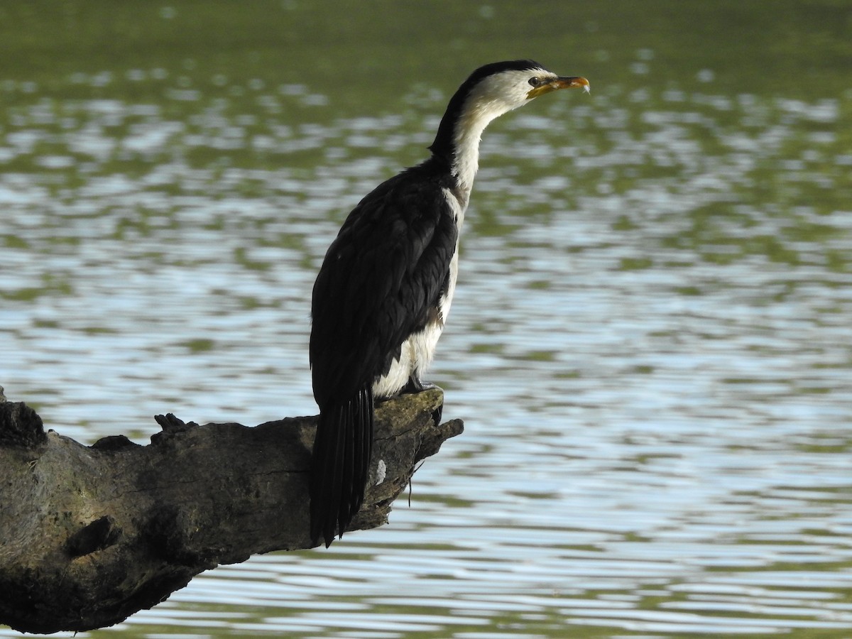 Little Pied Cormorant - ML314760191